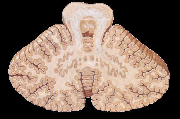 NÚCLEOS CEREBELARES PROFUNDOS