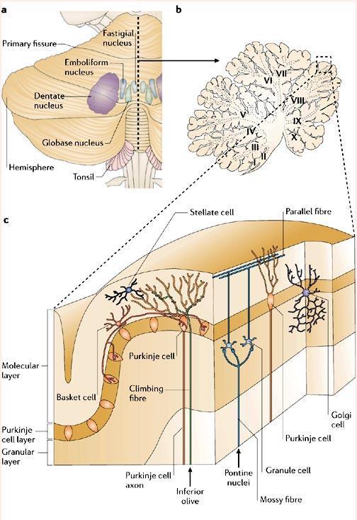 ORGANIZAÇÃO CELULAR DO CEREBELO Camada molecular (externa): célula em cesto e célula estrelada.