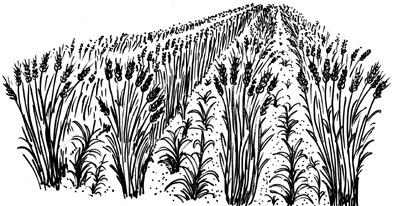 218 Quais os sintomas de fitotoxicidade mais frequentes decor rentes da aplicação de herbicidas em plantas de trigo?