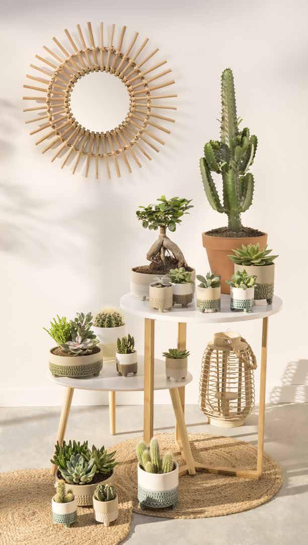 P lantas pequenas, bela decoração! 1 50 a unidade Cactus ou suculentas Em vaso de Ø 8,5 cm Diferentes variedades e cores.