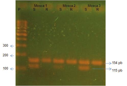 24 Resistência aos pesticidas piretróides em populações de Rhipicephalus microplus e aos Quinhentas e oitenta e sete (587) moscas sobreviventes ao bioensaio foram testadas para a mutação G262A, sendo