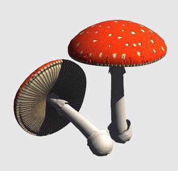 - Os fungos são conhecido popularmente como: