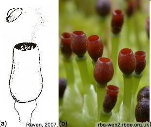 gametófito (um protonema nos