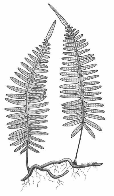 filídio Folhas nas Pteridófitas : MICROFILOS Folhas