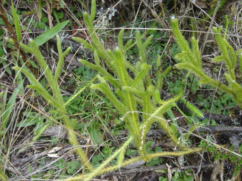 Espécies atuais: herbáceas. Gametófito: forma variável.