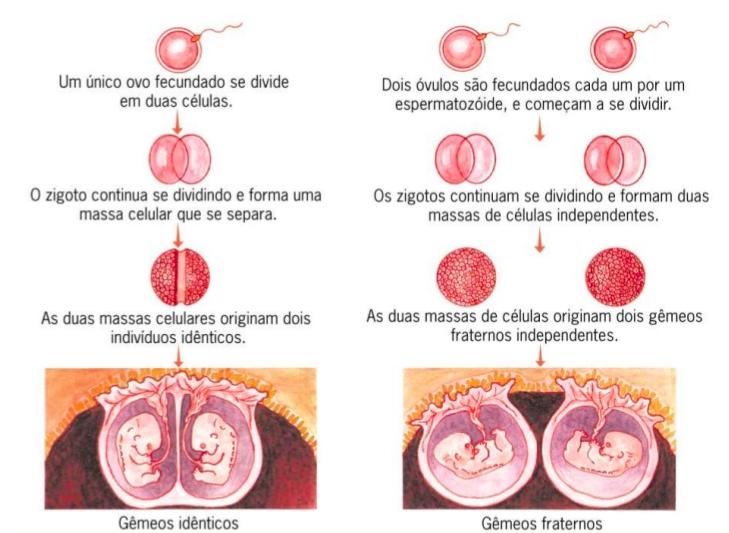 MÓRULA Univitelinos ou