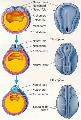 NÊURULA Ao fim da gastrulação ocorre o achatamento nas células ectodérmicas, formando a placa
