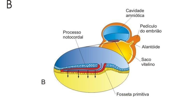 da mesoderme