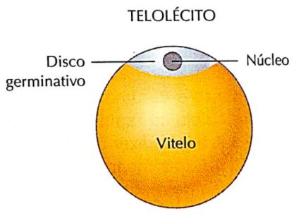 CLASSIFICAÇÃO QUANTO AO Megalécito