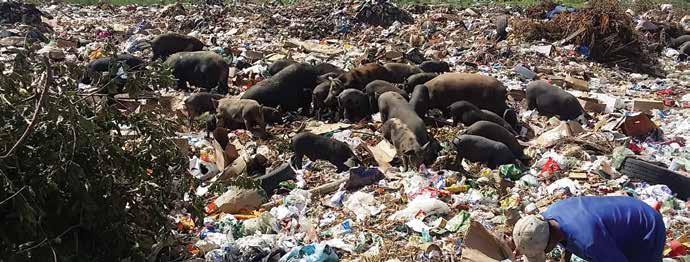 Foto 5. Porcos alimentando-se no lixão de Massapê Região Sertão Norte indicado em Mapa que georreferencia as que puderam ser visitadas nos levantamentos de campo. 2.