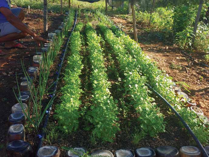 PLANO DAS COLETAS SELETIVAS BACIA HIDROGRÁFICA DO ACARAÚ Região Sertão de Crateús Foto 17.