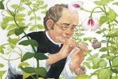 3. Leis de Mendel Estudou por muitos anos o cruzamento de ervilhas; Ervilha-de-cheiro Pisum sativum; Motivos para a escolha (atrelados a uma rigorosa
