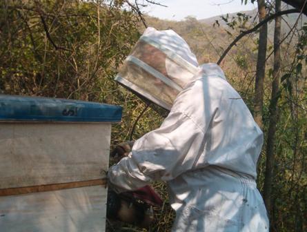 Exemplo: Uma comunidade na Bolivia recebeu apoio para produção de mel de abelha por conservar a