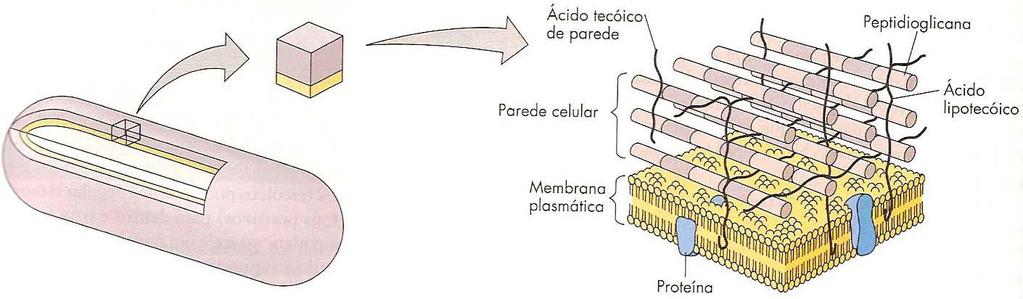 6 PAREDE CELULAR: