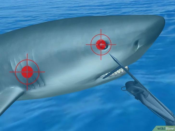 Método 2 Combata o tubarão 1. Acerte o rosto e as guelras do tubarão. Fingir-se de morto não impedirá um ataque agressivo.