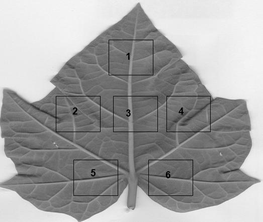 Figura 1. Posições na face abaxial da folha de pinhão manso J. curcas utilizadas na amostragem das densidades do ácaro branco P. latus. 2.