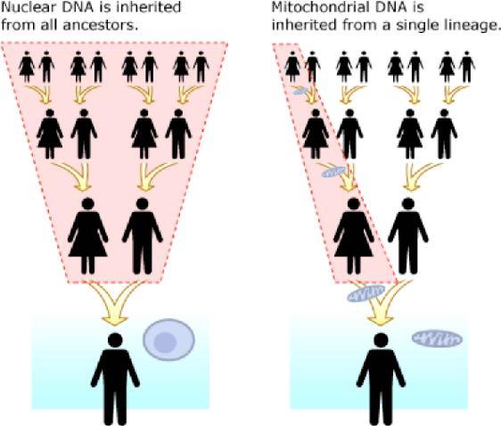 Gene Trees em Populações de organismos sexuais biparental uniparental asexuais dois alelos, cada um com sua