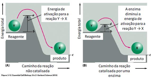 Cinética enzimatica Energia (E) capacidade de realizar trabalho (W) kj Requerida (reações X) Liberada (reações Y) Energia livre (G) Energia disponível para realizar trabalho (W) Troca de energia