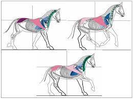 24 Figura 3: Demonstrando os três andamentos regulares Fonte: OKAMOTO; NADER; NETO, 2014 Os passos que o cavalo produz gera um desequilíbrio no praticante que busca o sua ponto de equilíbrio, provoca