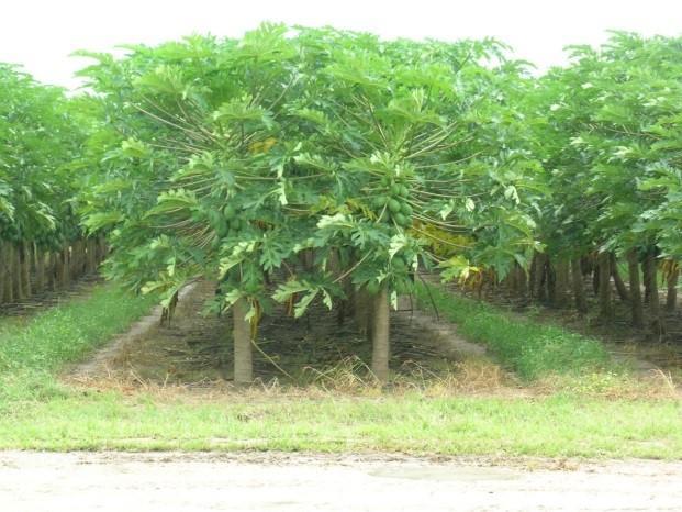 Esses processos favorecem o arraste das partículas do solo e de nutrientes, intensificando a erosão.