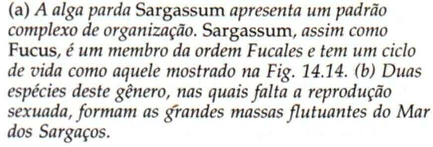 peixes, como o peixe-voador.