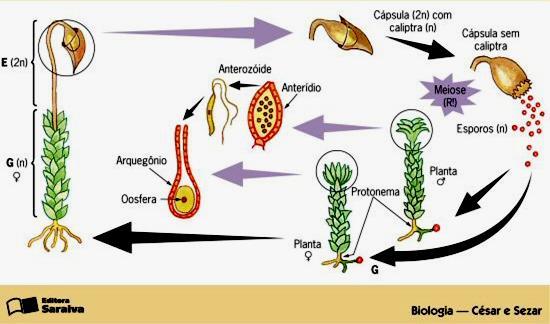 Ciclo