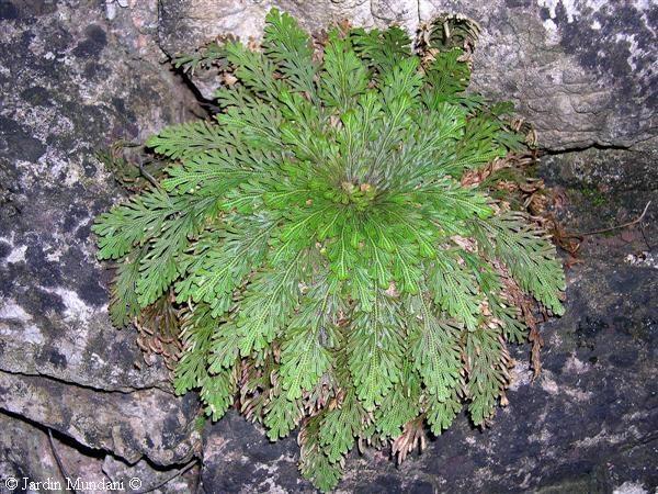 Selaginella lepidophylla (syn.