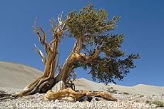 Pinus longaeva Pinus longaeva é uma espécie de pinheiro