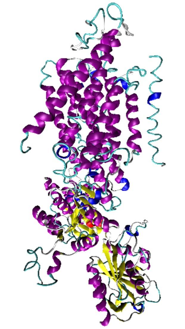 Potencial de Repouso da Célula Aproximadamente um terço de todo ATP da célula é usado para o funcionamento da bomba de Na + /K +, o que indica a importância para o metabolismo celular da bomba de Na