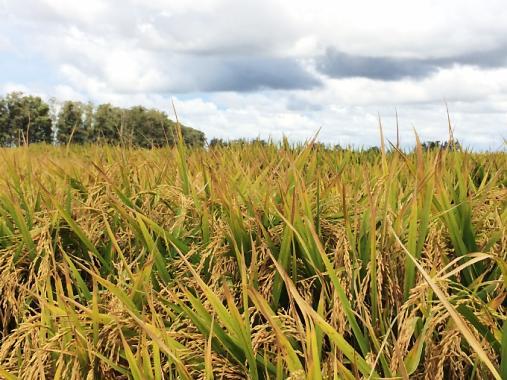 Produtividade de arroz Anteriormente à colheita do arroz, foi verificado que, no final do ciclo de seu desenvolvimento, durante estádio reprodutivo, o intenso crescimento vegetativo da cultura