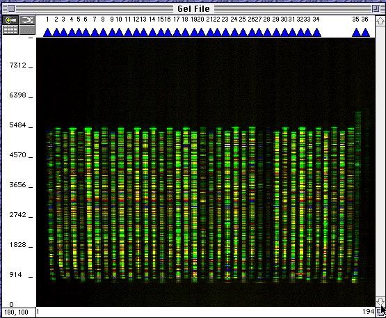 Imagem da detecção por fluorescência no