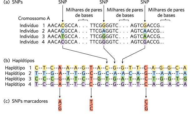 Sequenciamento e comparação de sequências genômicas de indivíduos