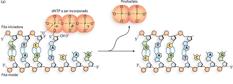 Reação da DNA Polimerase