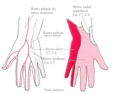 Mão região palmar