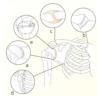 Anatomia Anatomia de superfície Anatomia
