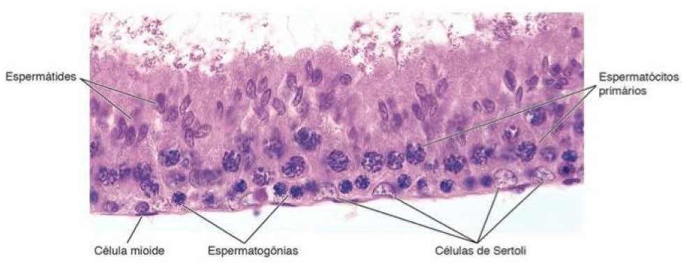 Túbulos seminíferos Células de Sertoli As células de Sertoli são