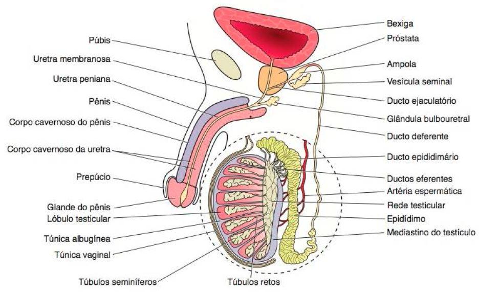 Anatomia do testículo Componentes do