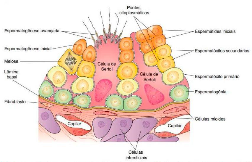 Túbulos seminíferos Desenho