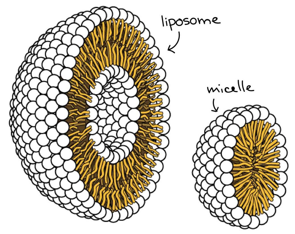 Os fosfolipídeos podem se organizar na forma de micelas ou lipossomos.