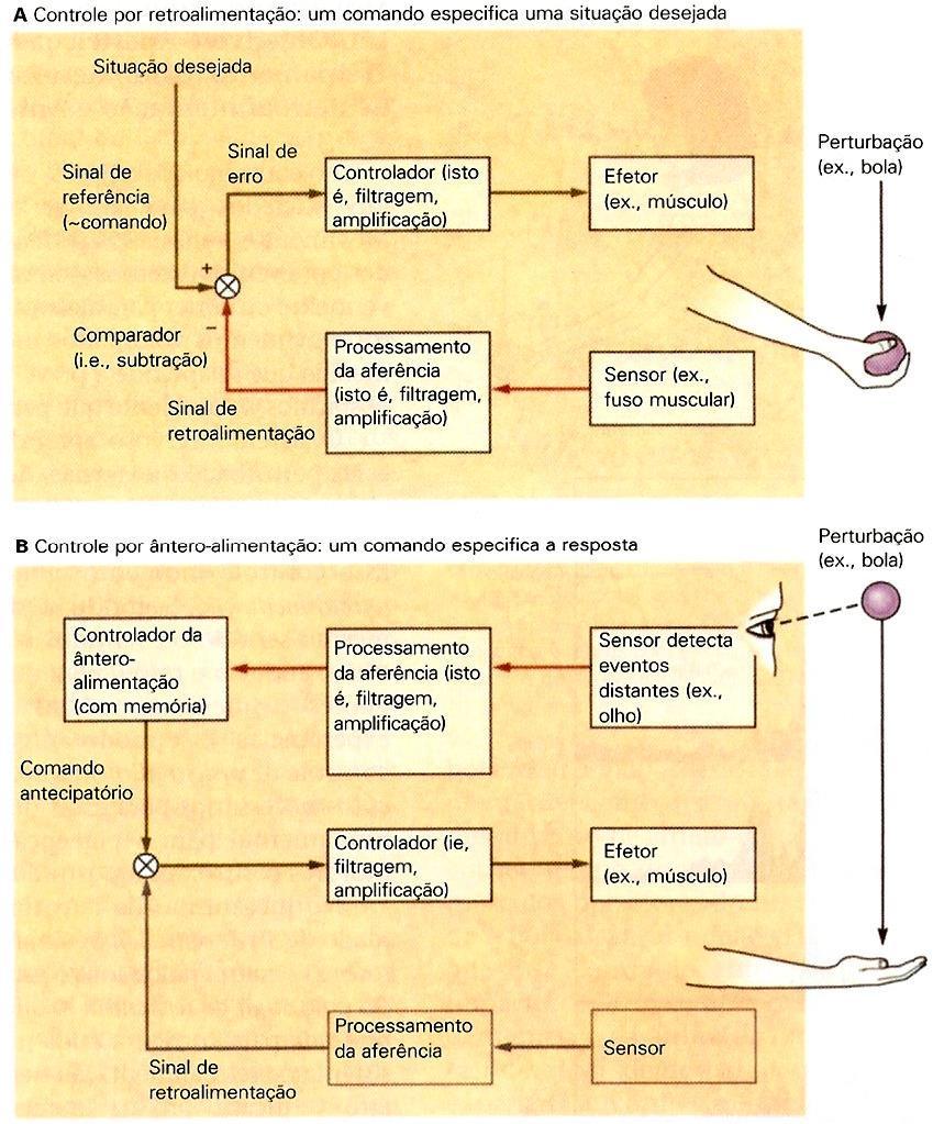 Movimento: Organização hierárquica Mecanismos de controle por