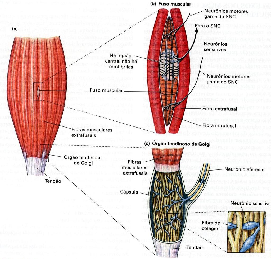 Sistema Muscular: receptores sensoriais Fuso Muscular Sensível ao estiramento passivo do músculo; Sinaliza a variação do comprimento do músculo, fibras do tipo Ia e II altamente especializados com