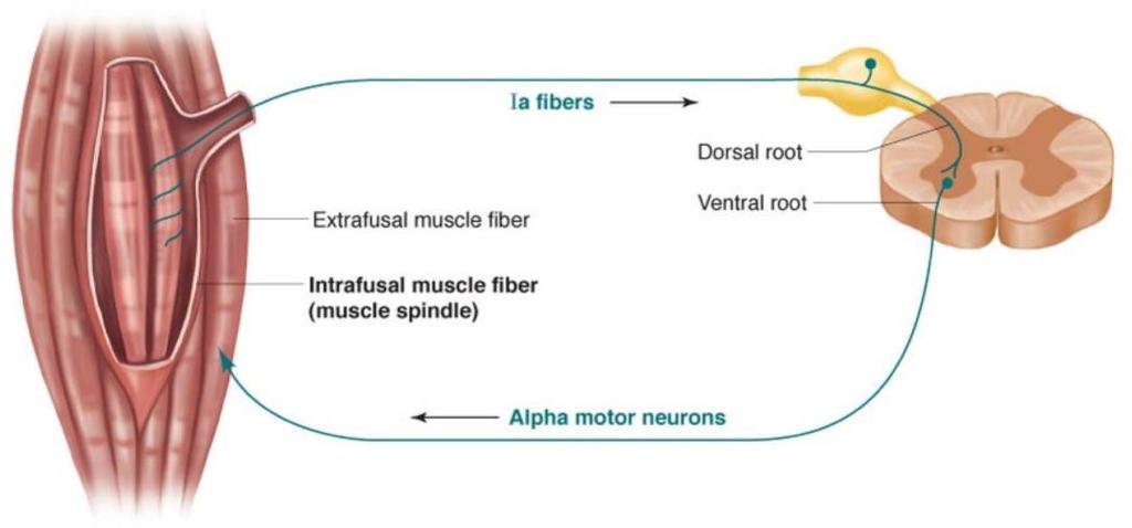 Movimentos Reflexos Motores: Arco reflexo Fuso muscular Retroalimentação excitatória direta nos motoneurônios que inervam o músculo que foi