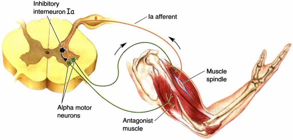 Movimentos Reflexos Motores: inervação recíproca Ia interneurônio inibitório: inibição recíproca do músculo antagonista (no reflexo monossináptico).