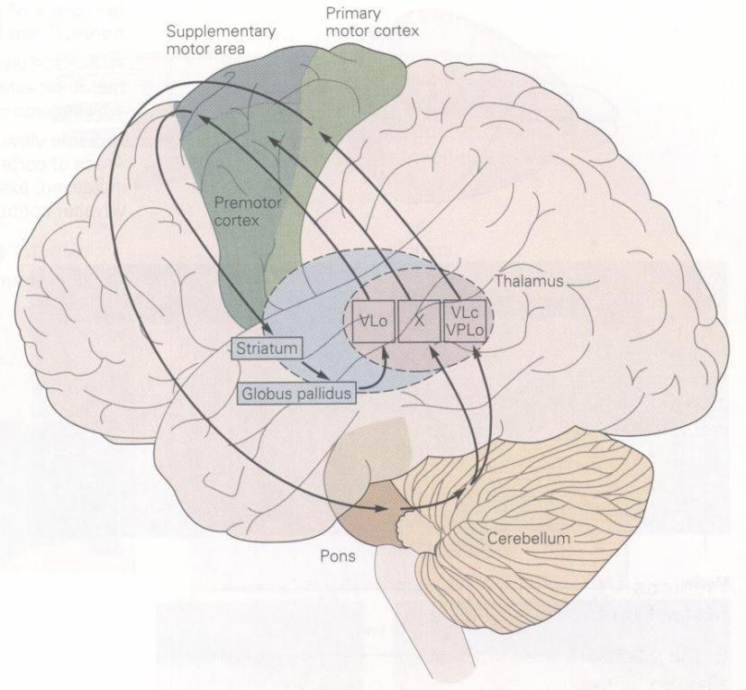 Centros superiores: córtex cerebral Função Modula a ação dos neurônios
