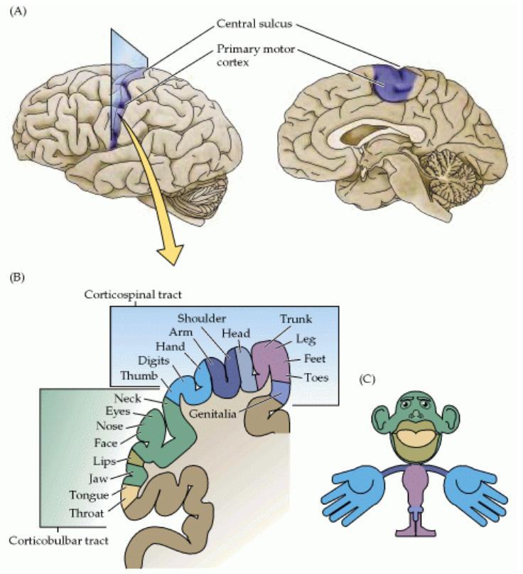 Centros superiores: córtex cerebral Mapa topográfico da musculatura corporal do córtex motor primário