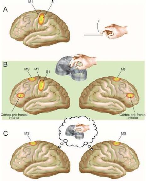 Centros superiores Ativação cortical em função do tipo