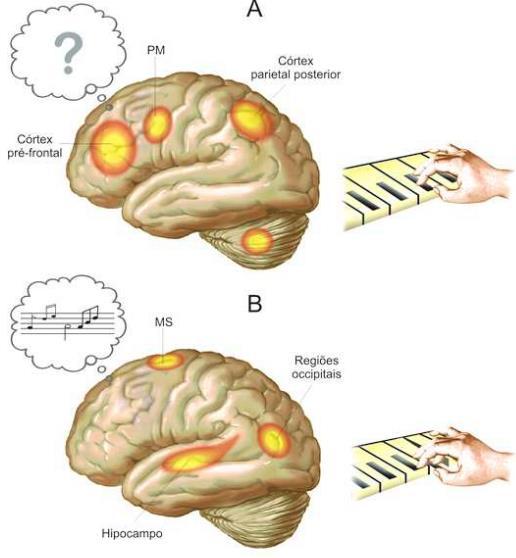 Centros superiores Ativação cortical no