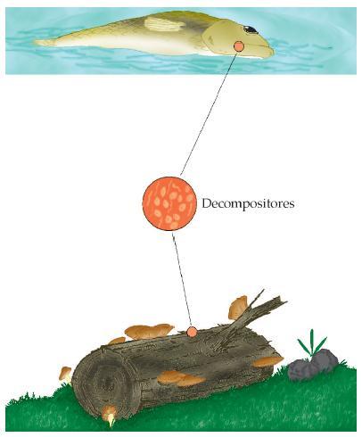 2) Decompositores: são os seres que realizam a decomposição da matéria