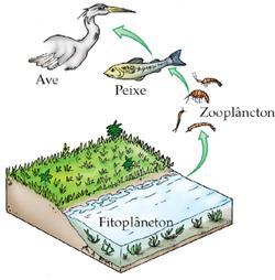 a) Fitoplâncton: é formado pelas algas microscópicas fotossintetizantes