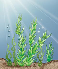 3) Bentos: são os organismos que vivem no fundo do mar, sendo representados pelos